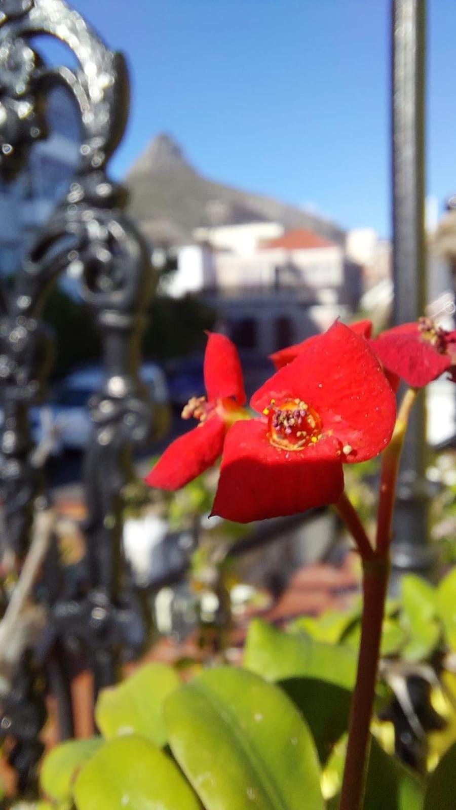 Ami Vine House Cidade Do Cabo Exterior foto